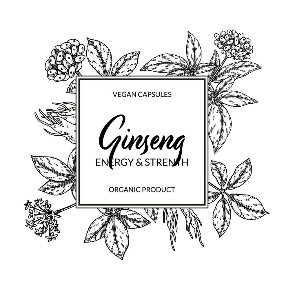 Ginseng frame. Hand drawn botanical vector illustration in sketch style. Can be used for packaging, label, badge, logo. Herbal medicine background