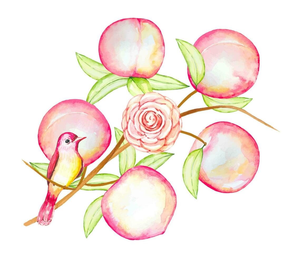 Hand drawn twig with peaches, flower and bird, watercolor illustration vector