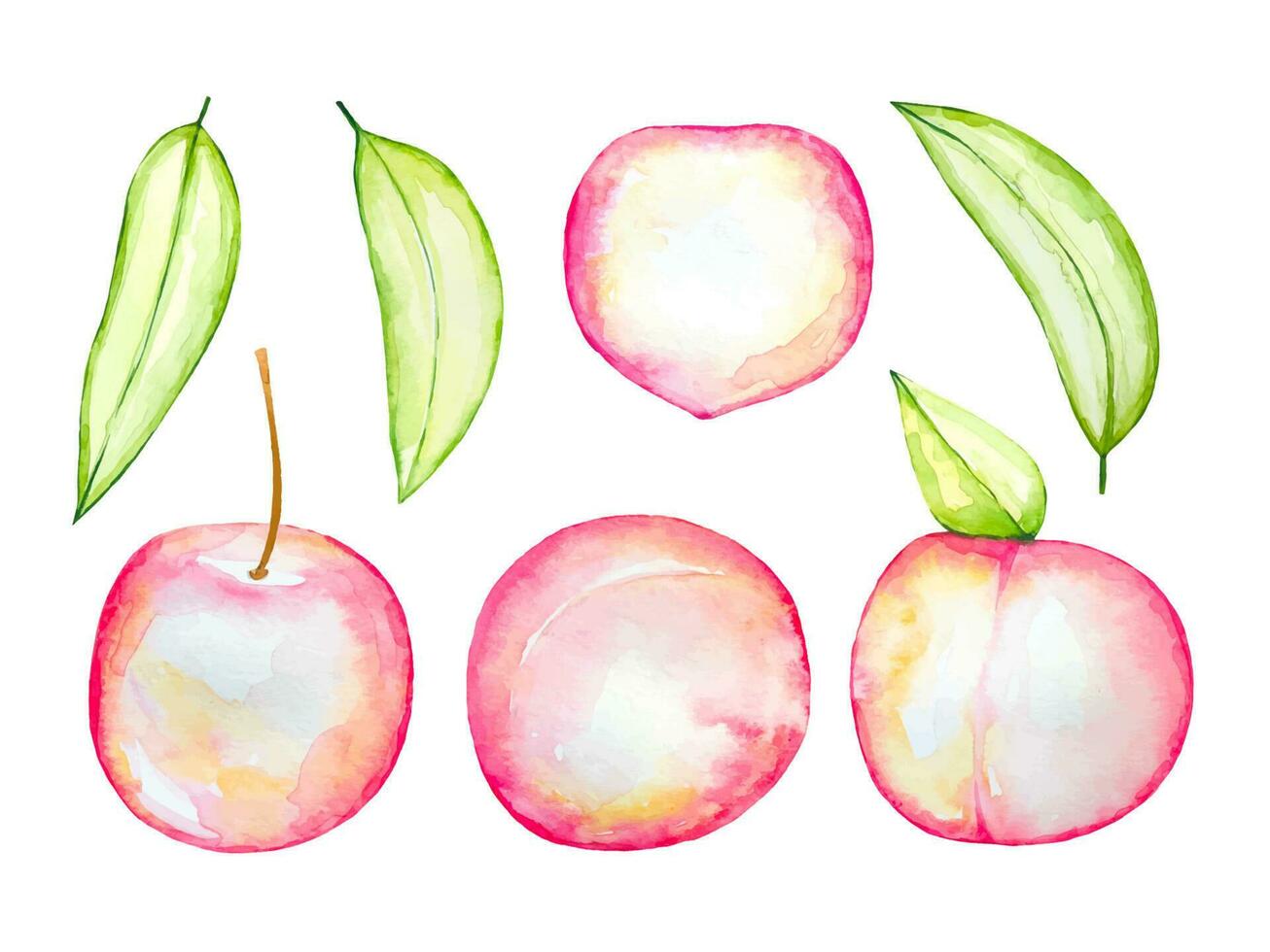 Set of abstract watercolor  peaches and leaves vector