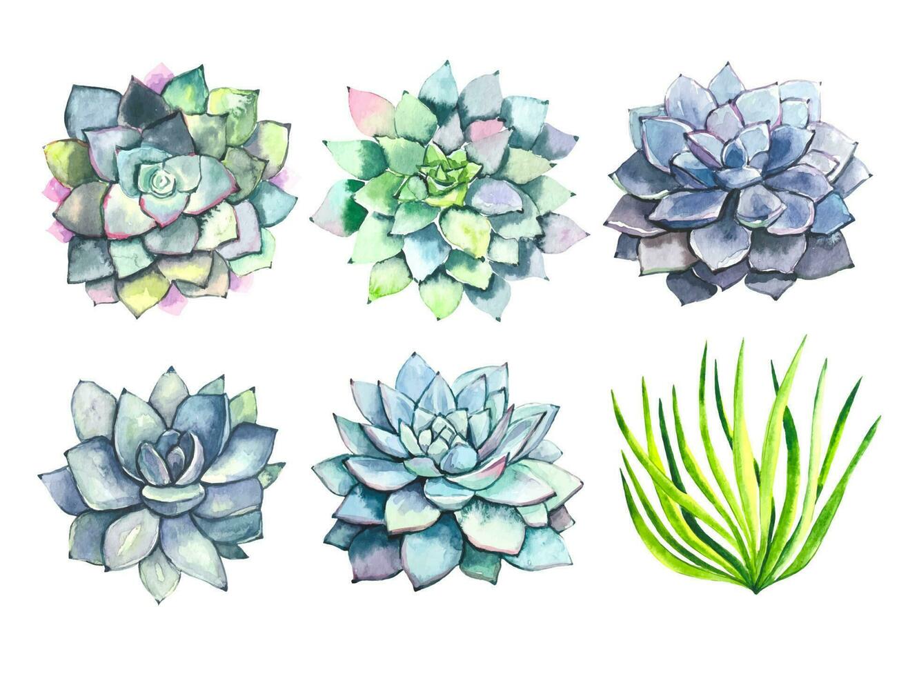 Collection of watercolor succulents isolated vector