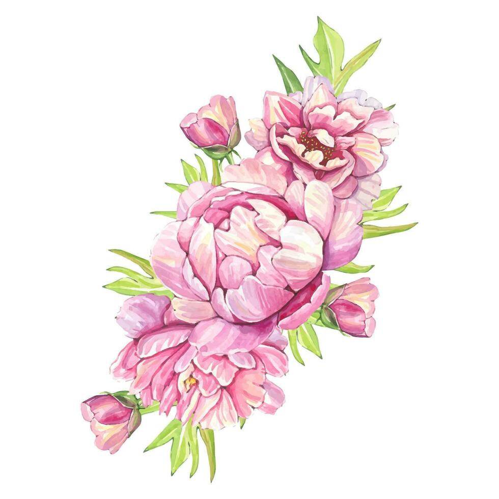 Watercolor bouquets of pink peonies. botanical illustration vector