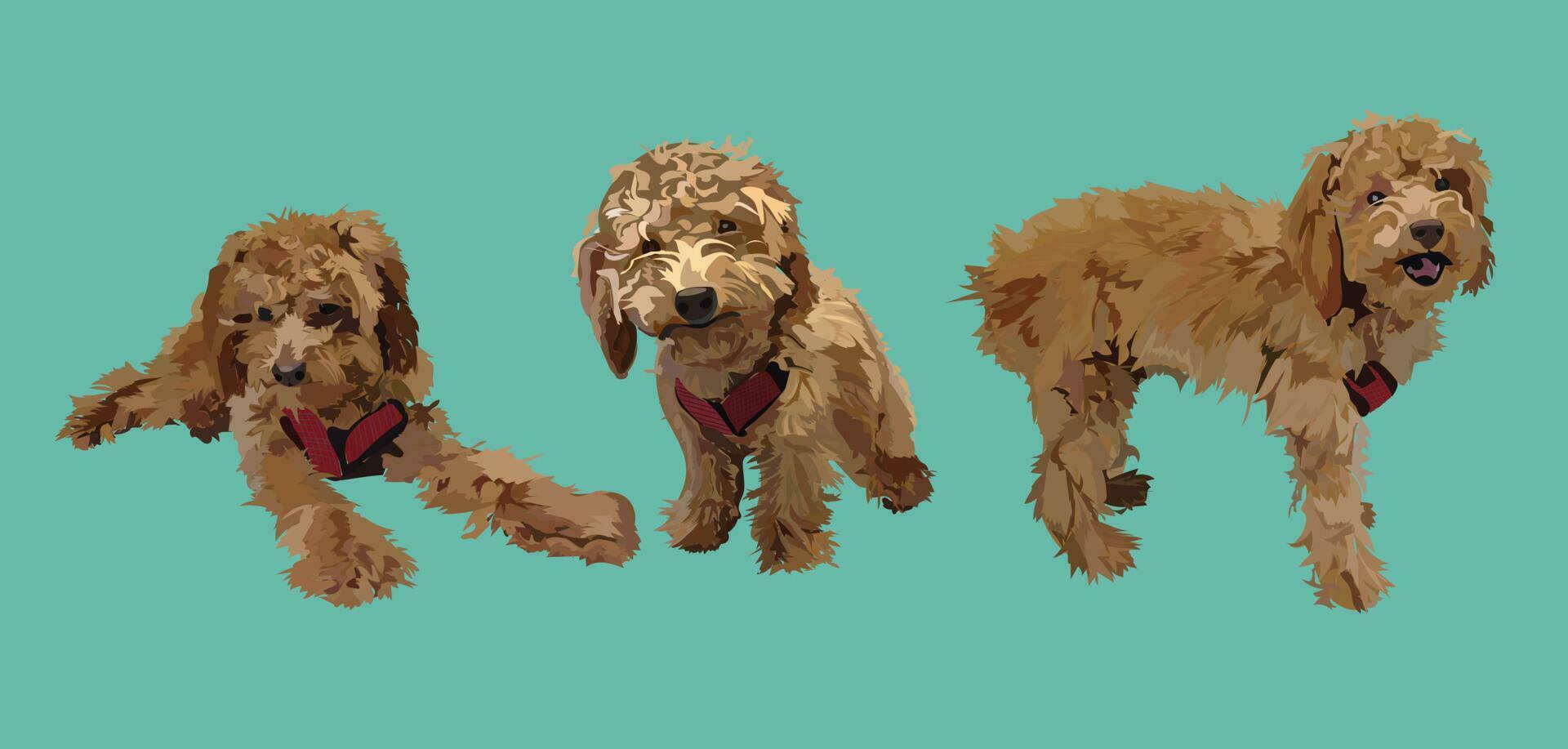 Cute Labradoodle Dog in Various Poses vector