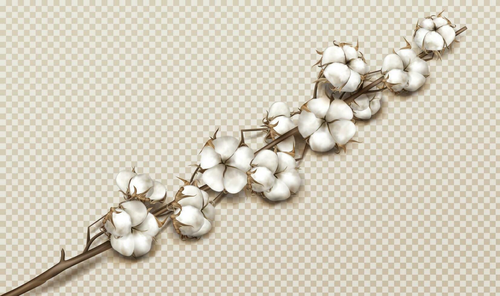 Realistic cotton branch with flowers and stem vector