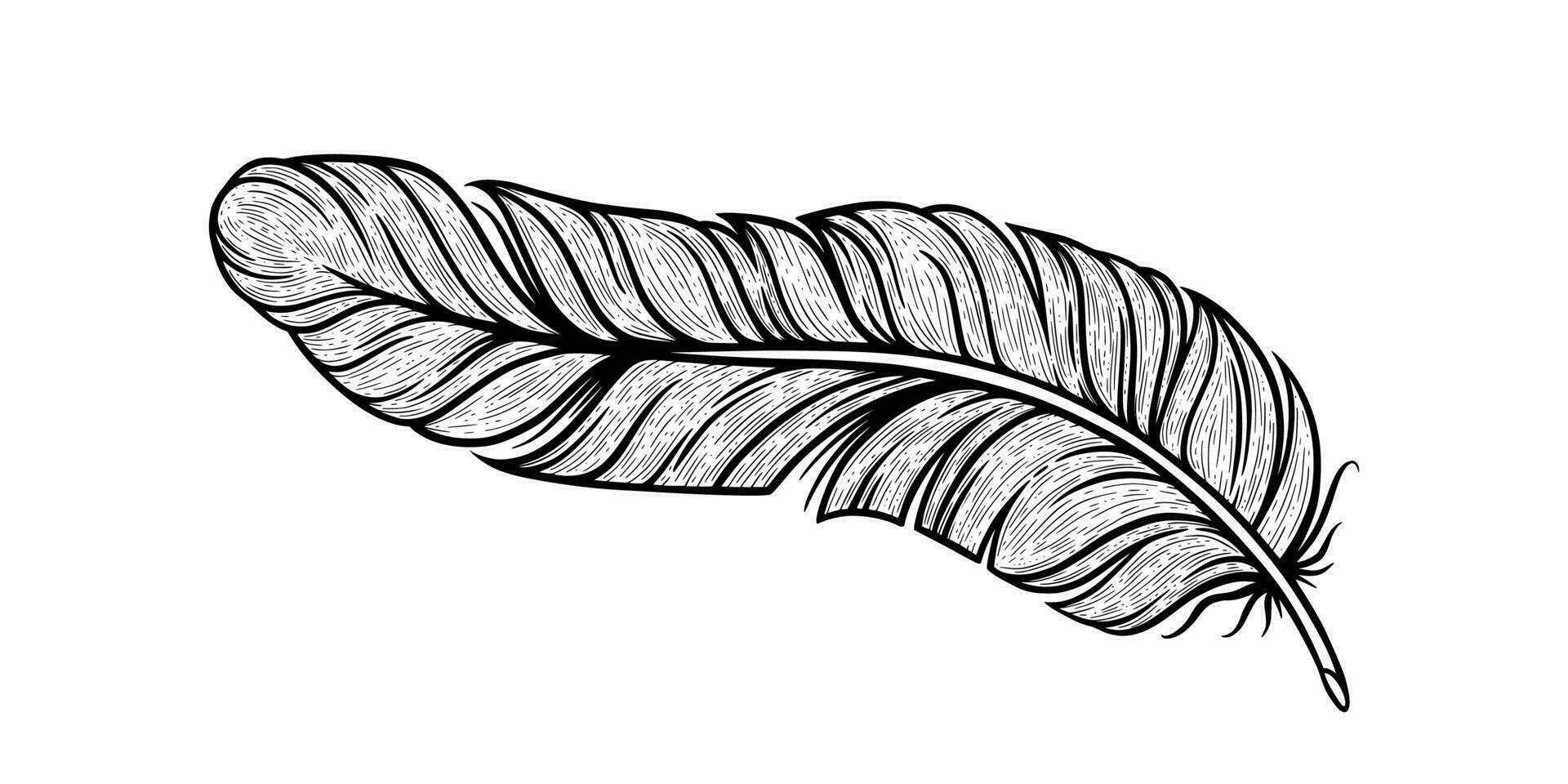 pájaro pluma bosquejo. indio decorativo pluma aislado en blanco antecedentes. vector ilustración