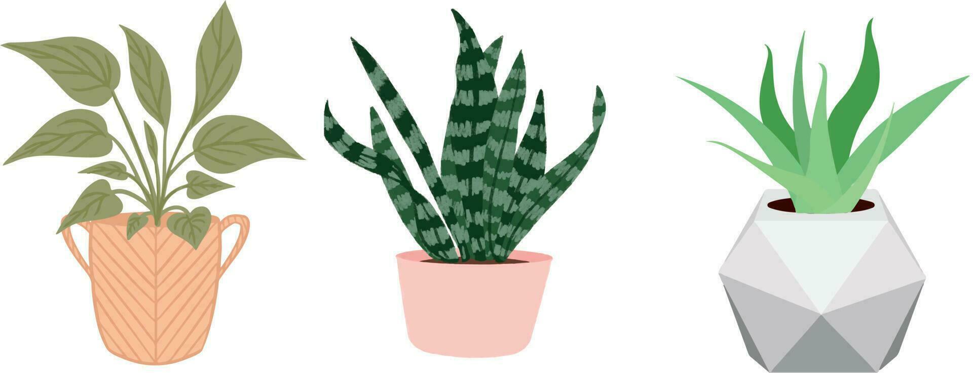 Plants with Pods, aloe vera plant, leaf with pods, Decoration Plant vector