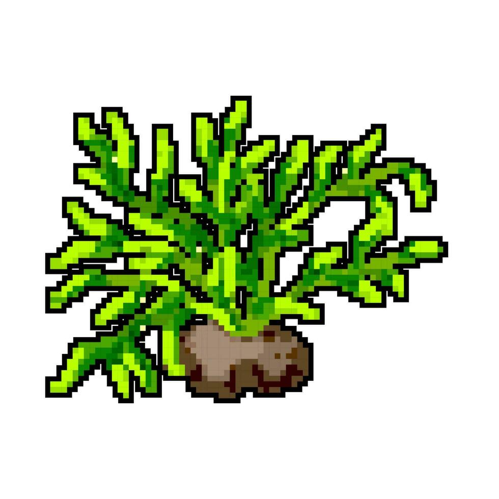 fish aquarium plant game pixel art vector illustration