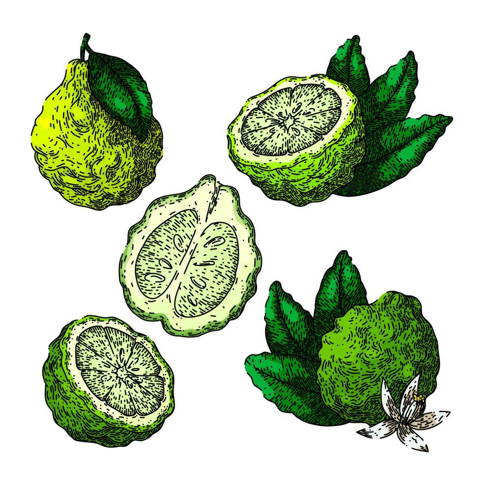 bergamot fruit natural set sketch hand drawn vector