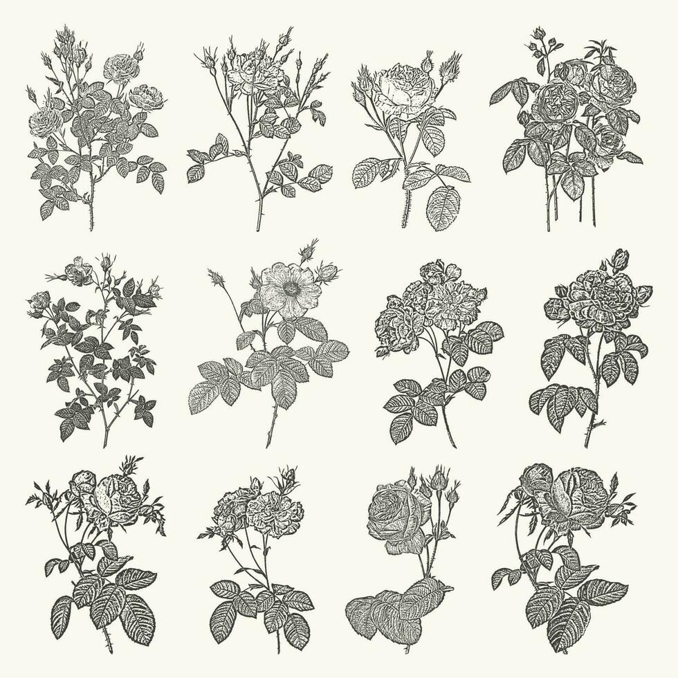 Blooming flowers line art illustration set. Botanical drawing in engraving style. vector