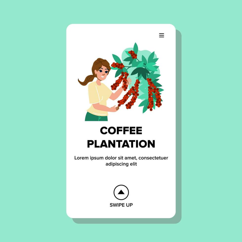 coffee plantation vector