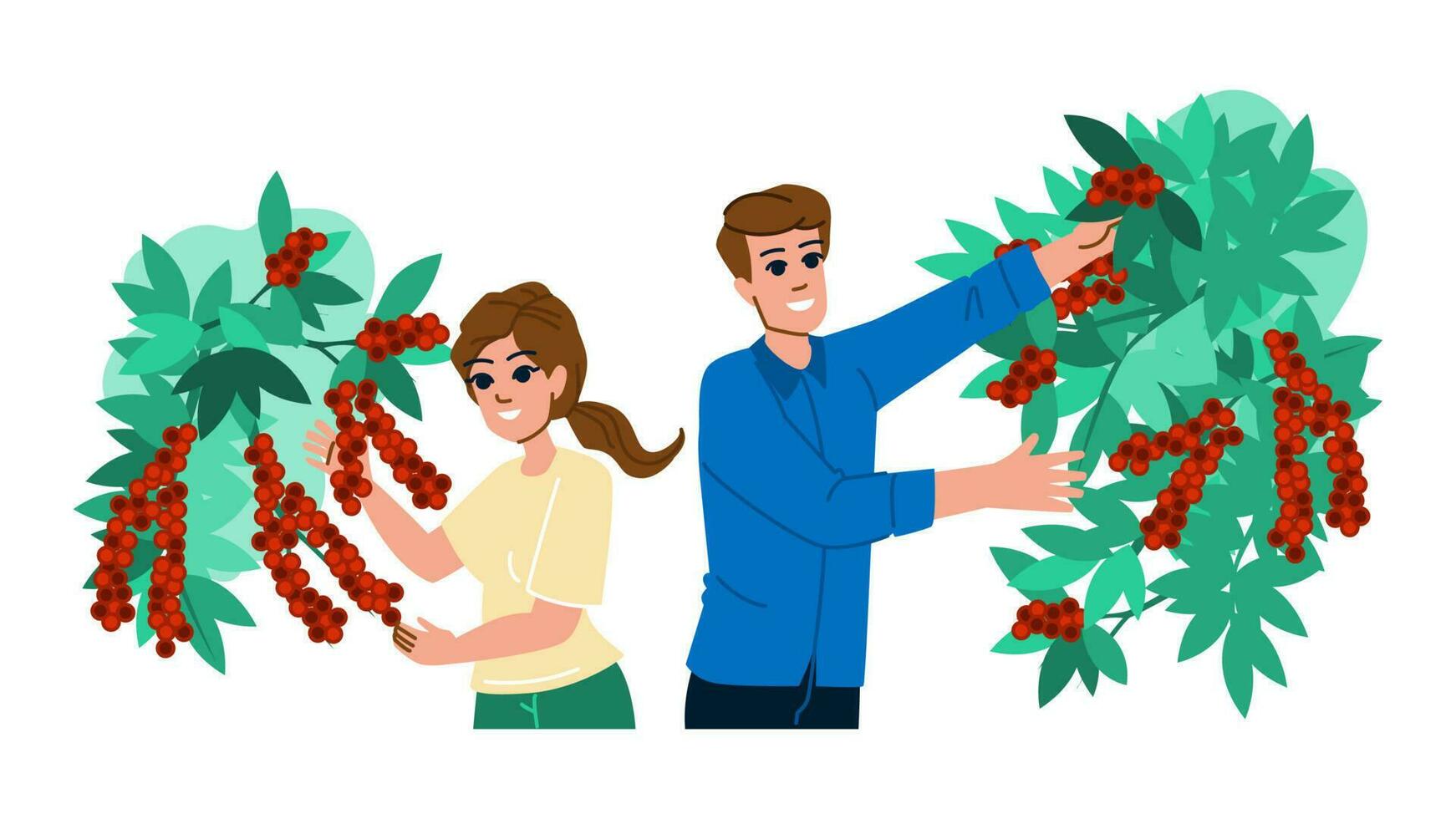 coffee harvest vector