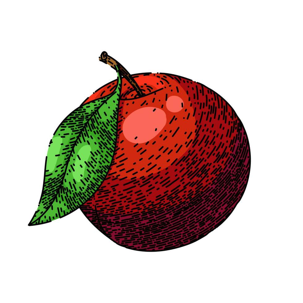 plum fruit raw food sketch hand drawn vector