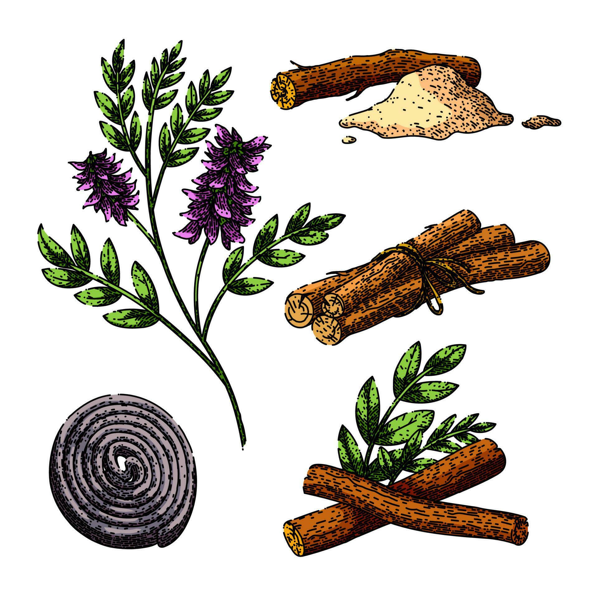 licorice liquorice aromatic set sketch hand drawn vector 23872476