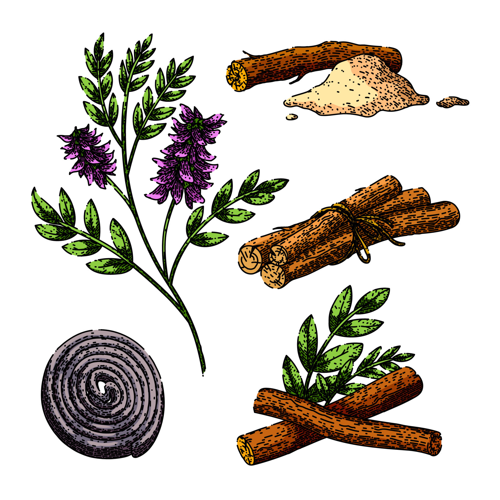 licorice liquorice aromatic set sketch hand drawn vector 23872476 Vector Art at Vecteezy