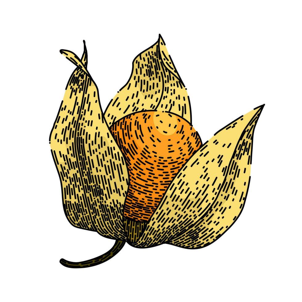 physalis orange berry sketch hand drawn vector