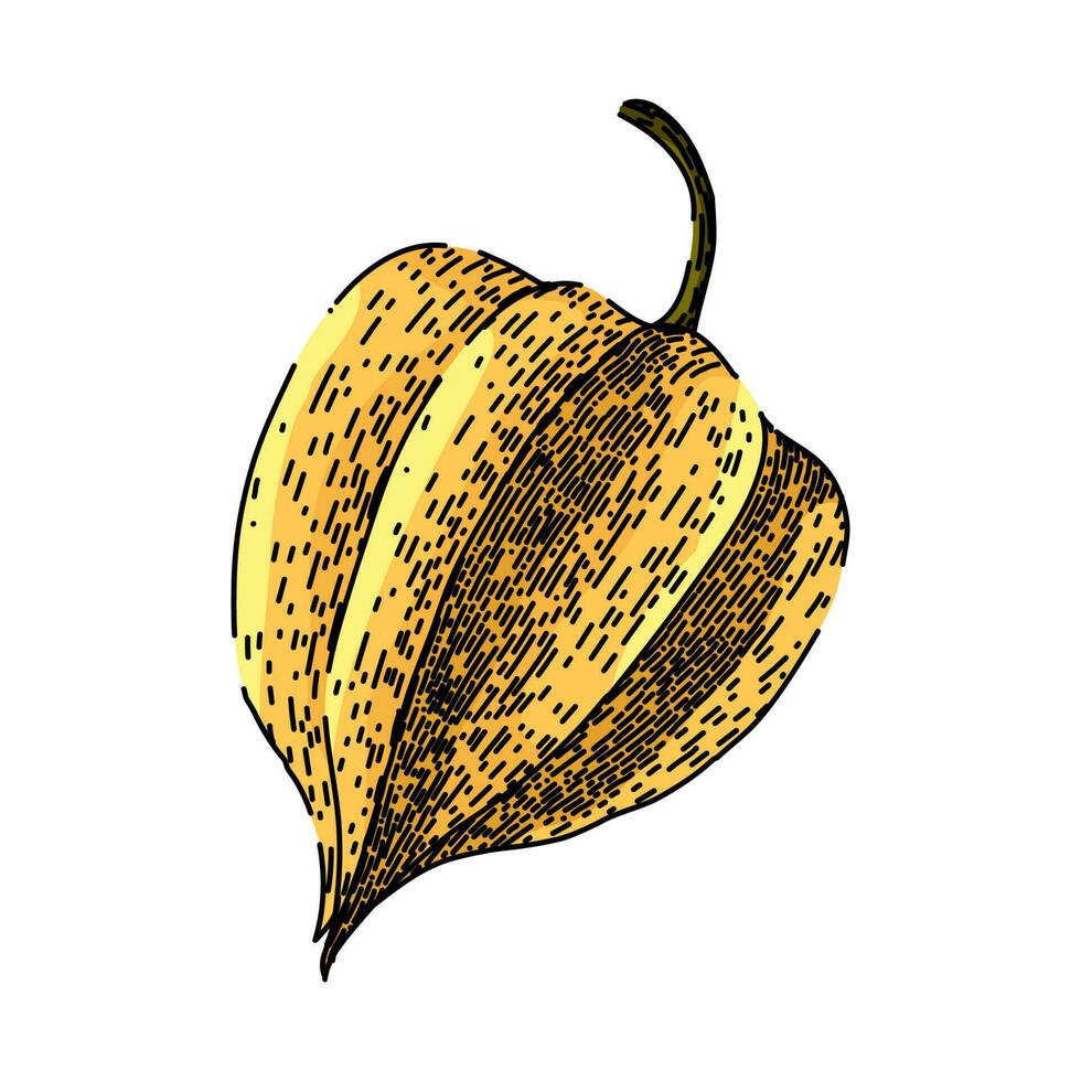 Physalis dulce baya bosquejo mano dibujado vector