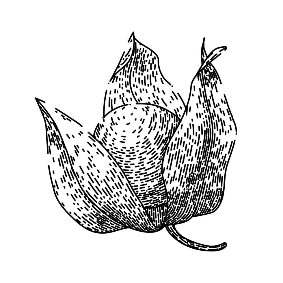 physalis orange berry sketch hand drawn vector