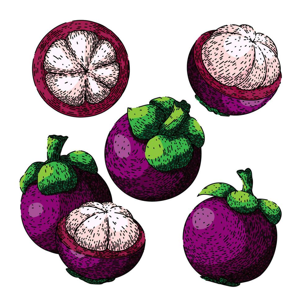 mangostán Fruta Fresco conjunto bosquejo mano dibujado vector