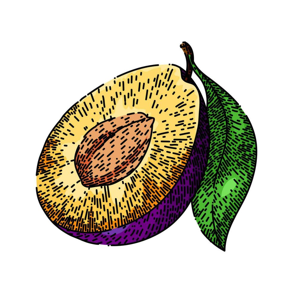 plum fruit ripe food sketch hand drawn vector