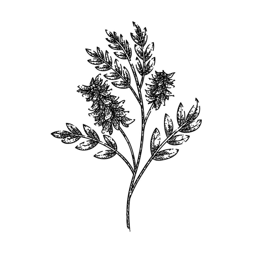 licorice plant herb sketch hand drawn vector