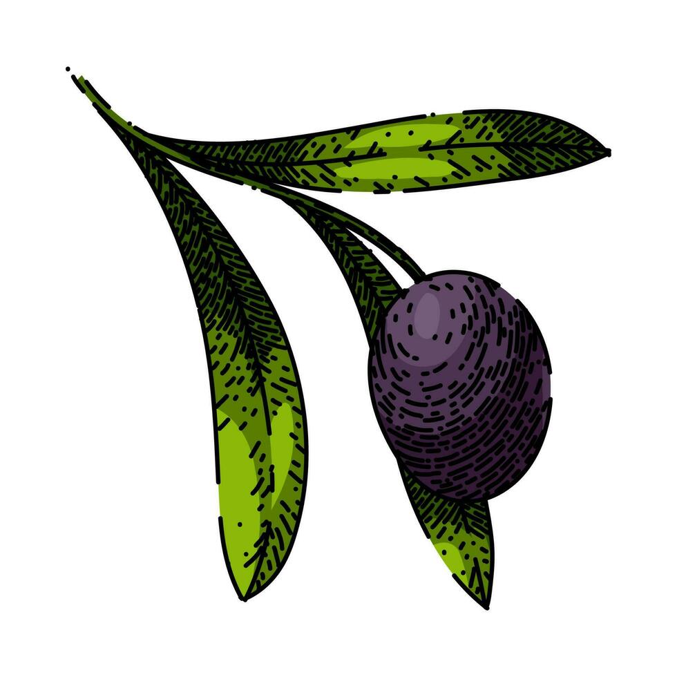 oline branch food sketch hand drawn vector