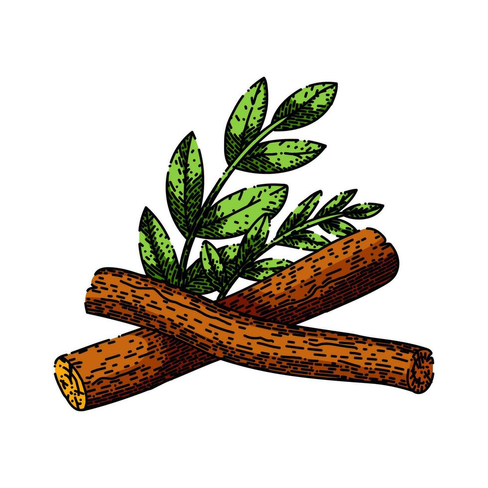 licorice natural aromatic sketch hand drawn vector