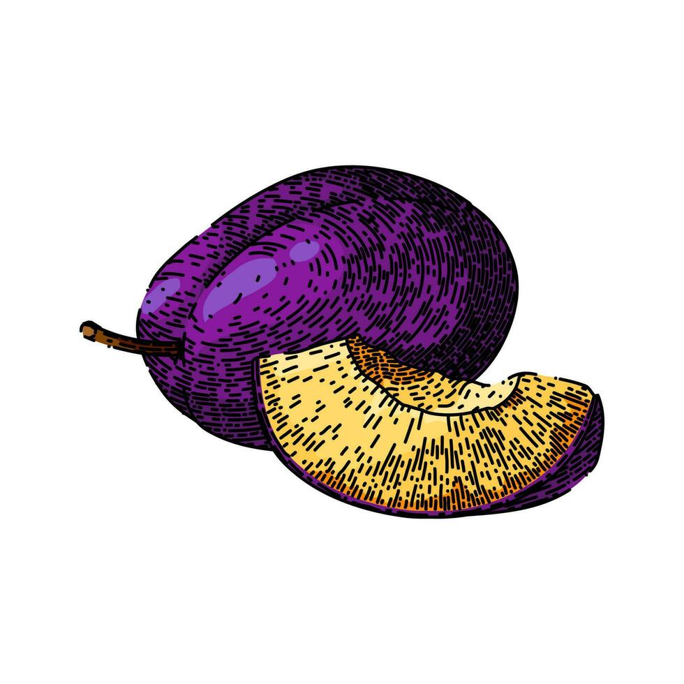 plum fruit purple cut food sketch hand drawn vector