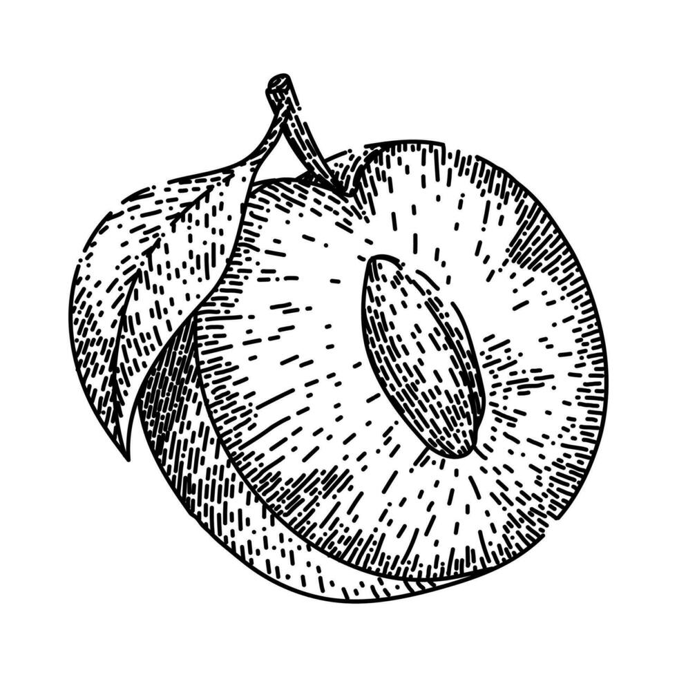 plum fruit food sketch hand drawn vector