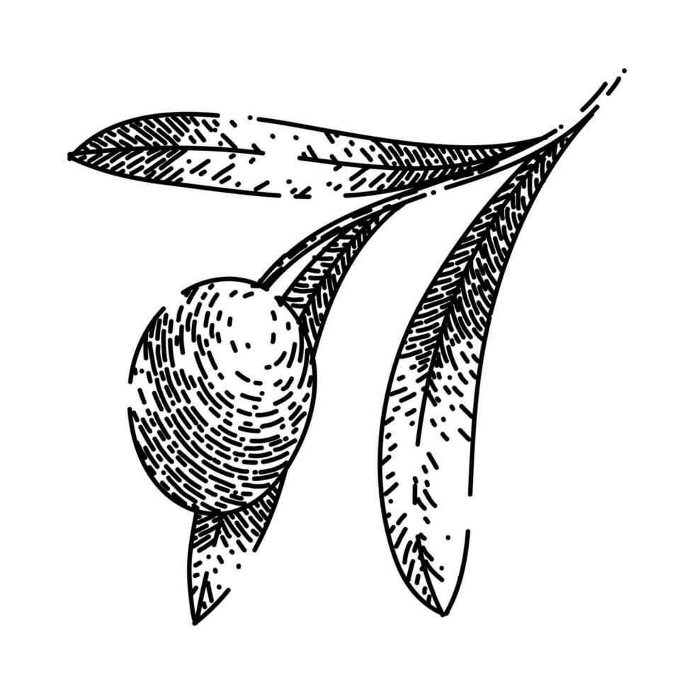 oline branch food sketch hand drawn vector