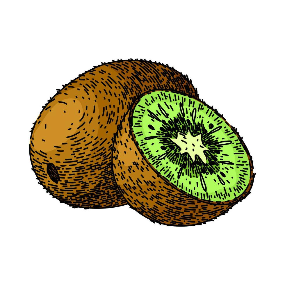 kiwi Fresco Fruta bosquejo mano dibujado vector