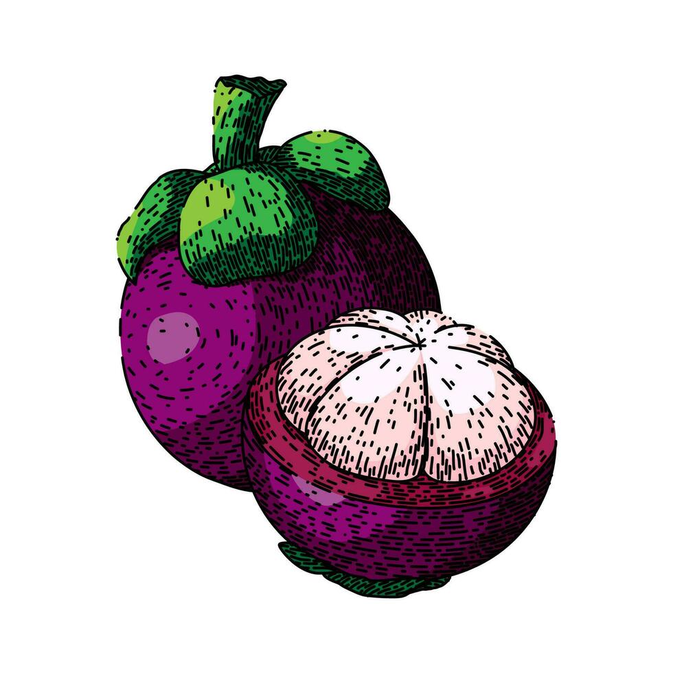 mangosteen food fruit sketch hand drawn vector