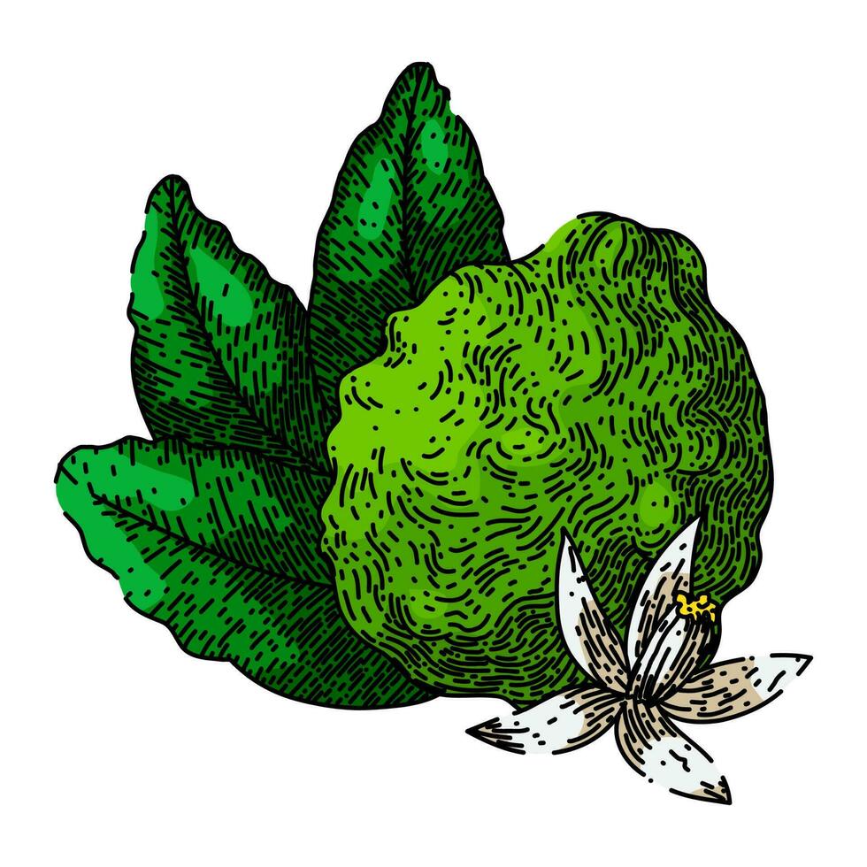 bergamot fruit natural sketch hand drawn vector