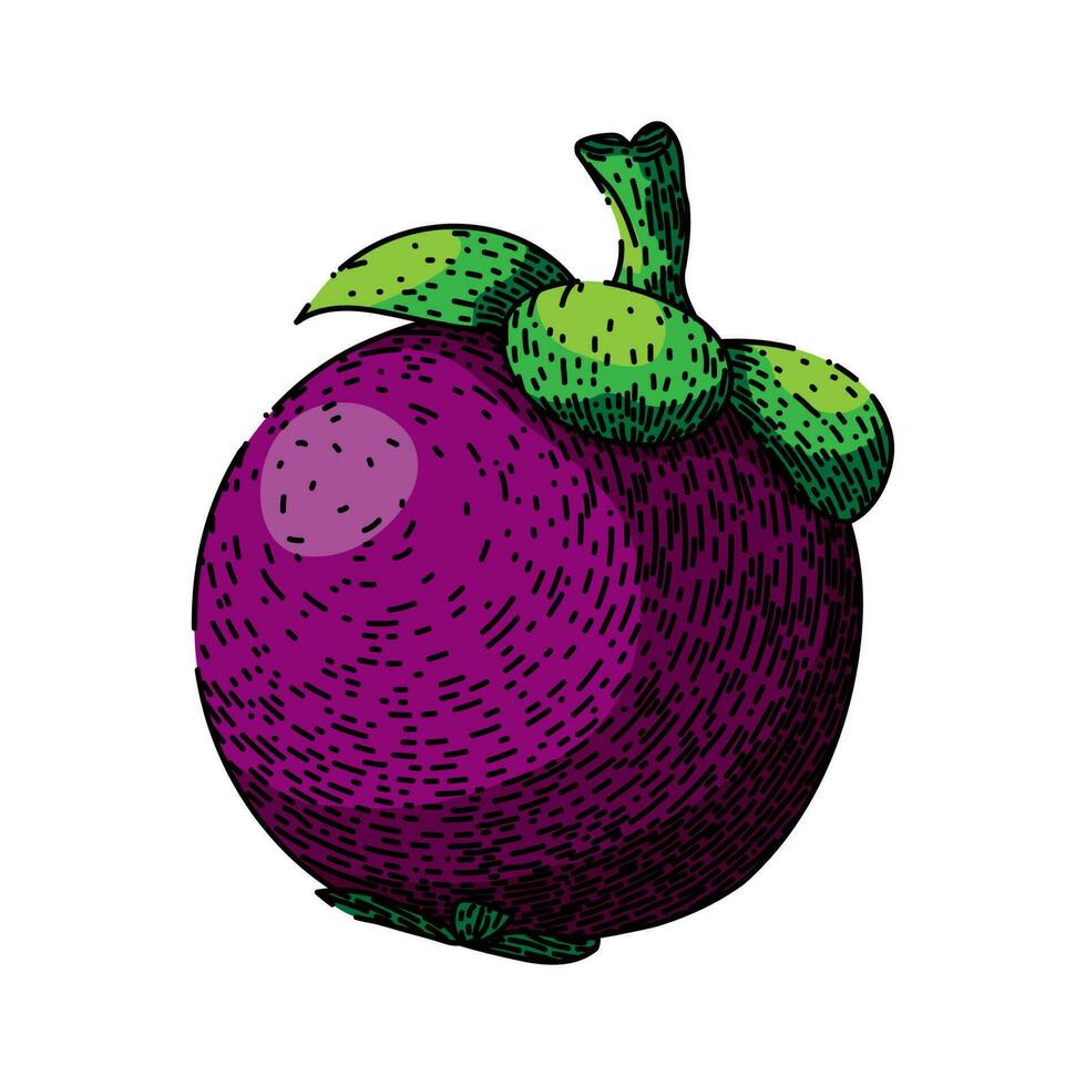 mangosteen purple fruit sketch hand drawn vector