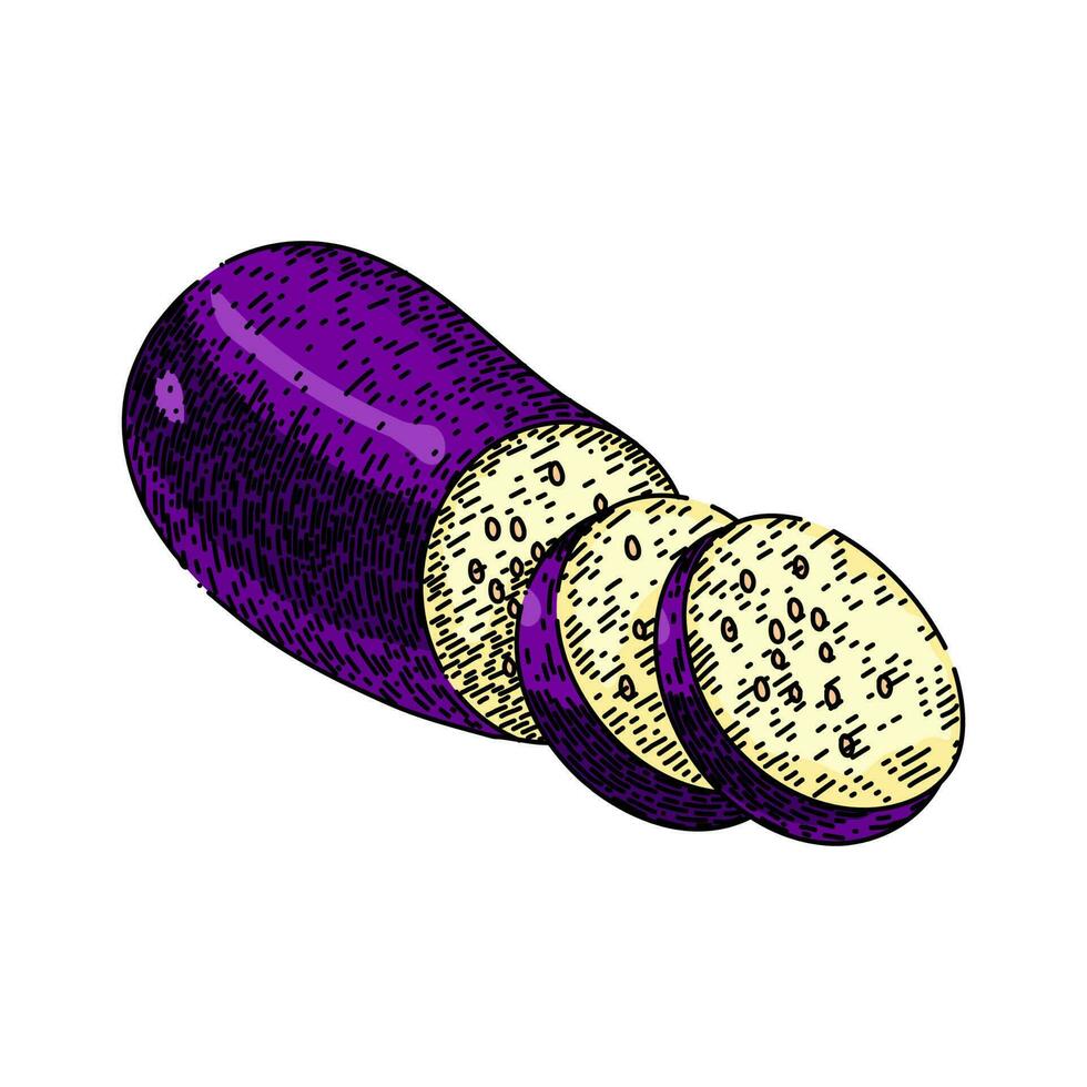 eggplant food aubergine sketch hand drawn vector