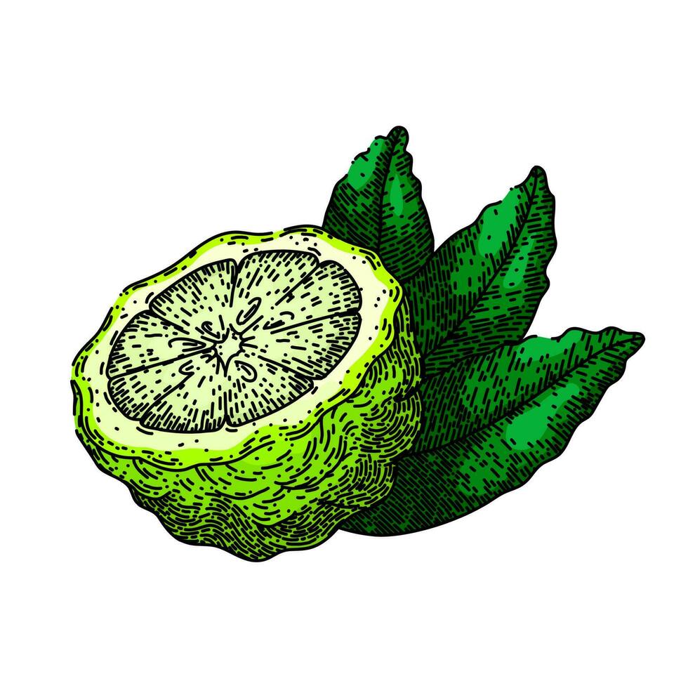 bergamot organic fruit natural sketch hand drawn vector