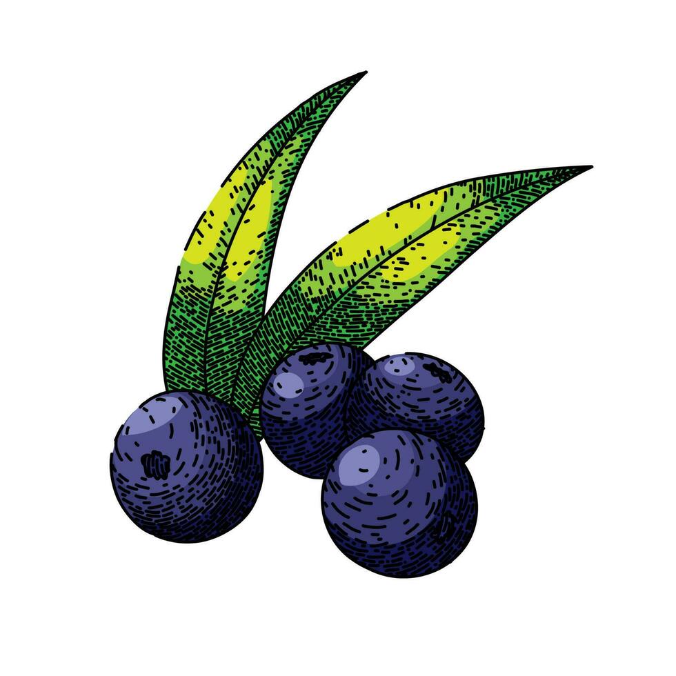 acai raw food sketch hand drawn vector