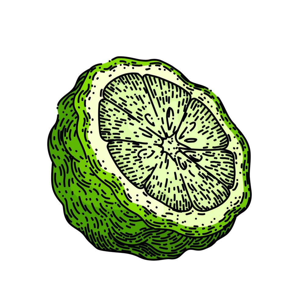 bergamot cut fruit natural sketch hand drawn vector