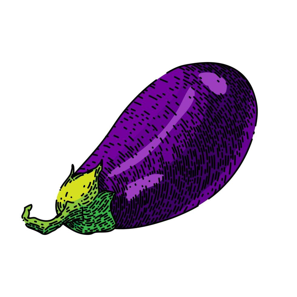 eggplant organic aubergine sketch hand drawn vector