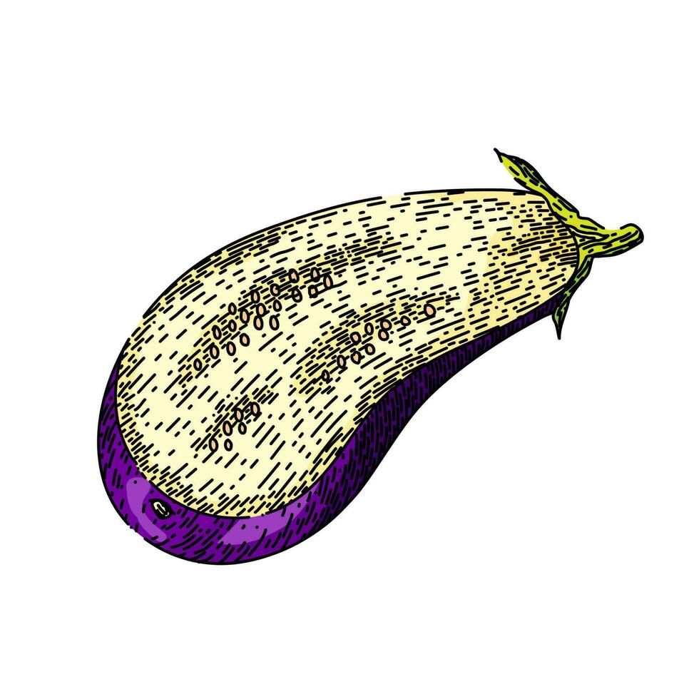 eggplant fresh aubergine sketch hand drawn vector