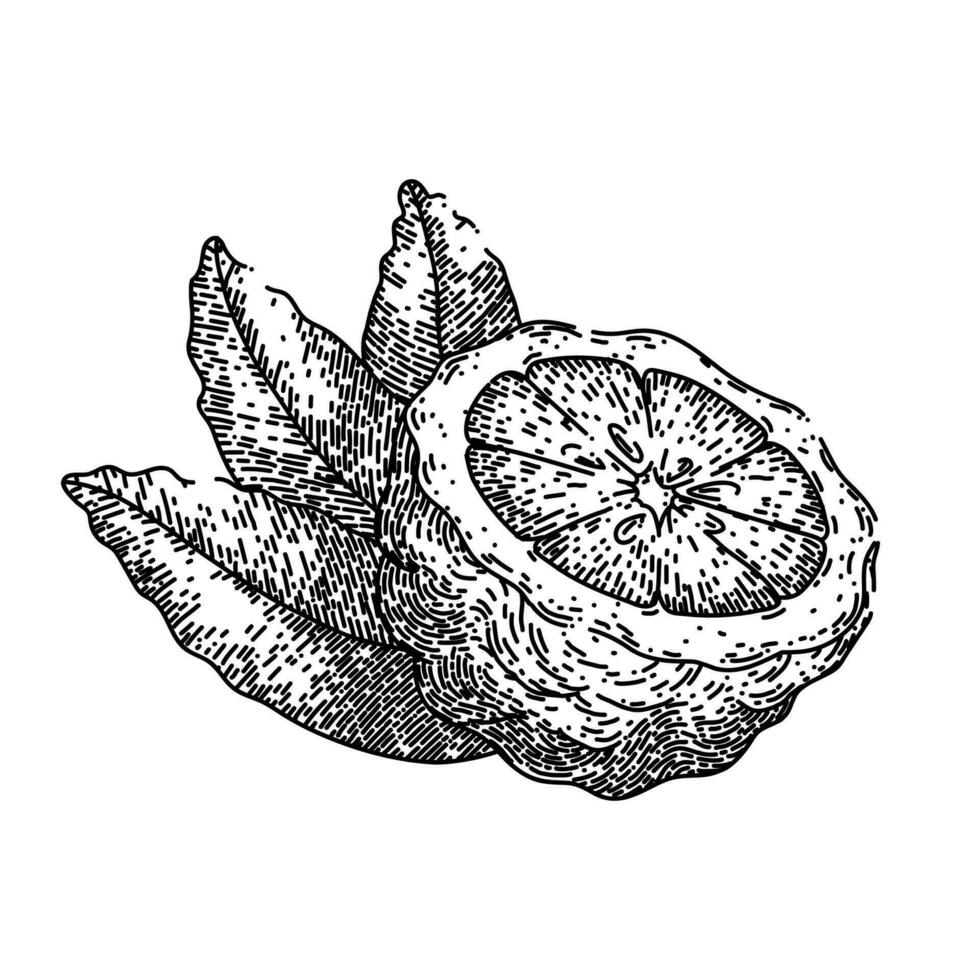 bergamot organic fruit natural sketch hand drawn vector