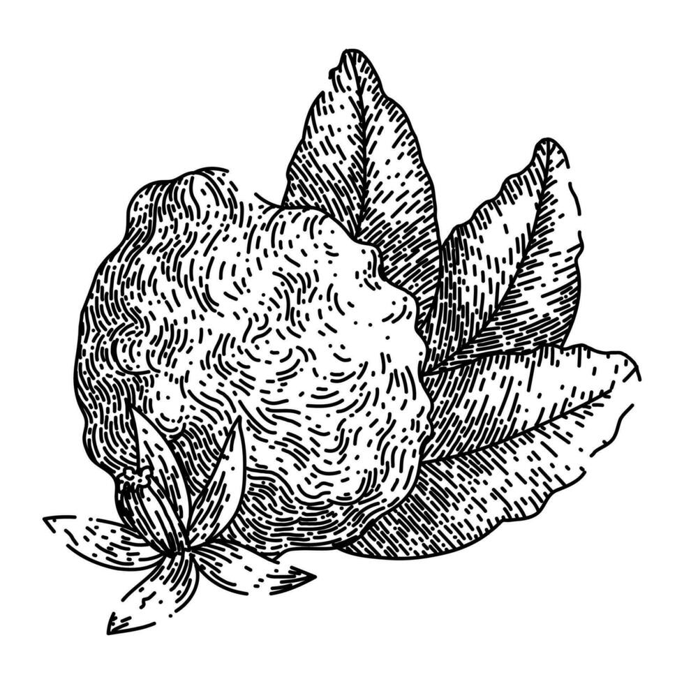 bergamota Fruta natural bosquejo mano dibujado vector