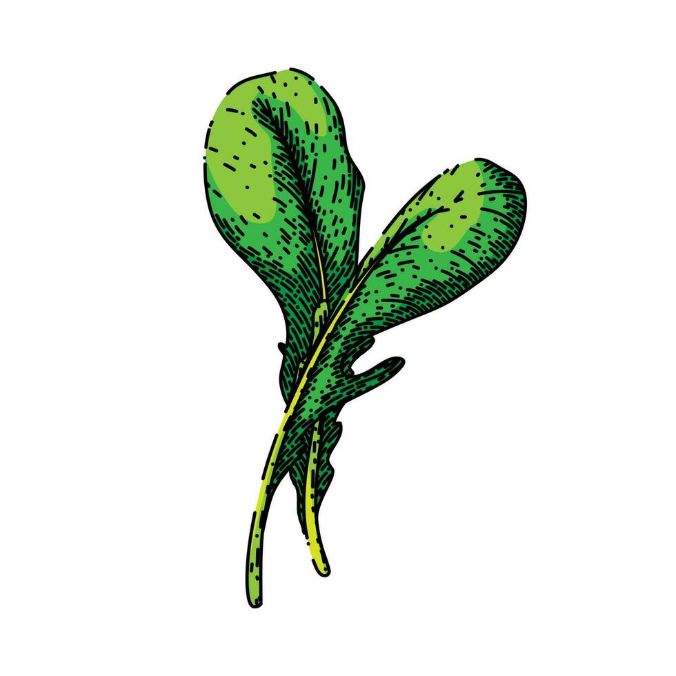 rúcula vegetal ensalada bosquejo mano dibujado vector