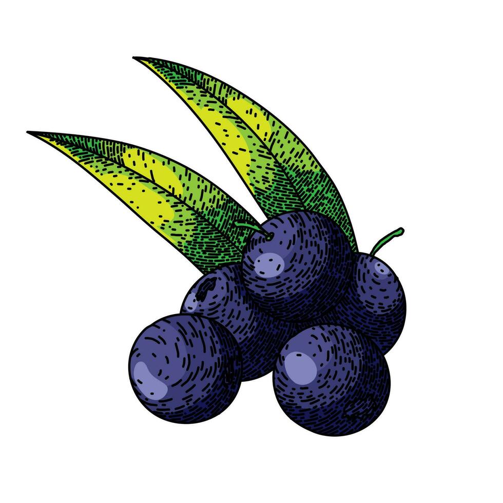 acai fruit food sketch hand drawn vector