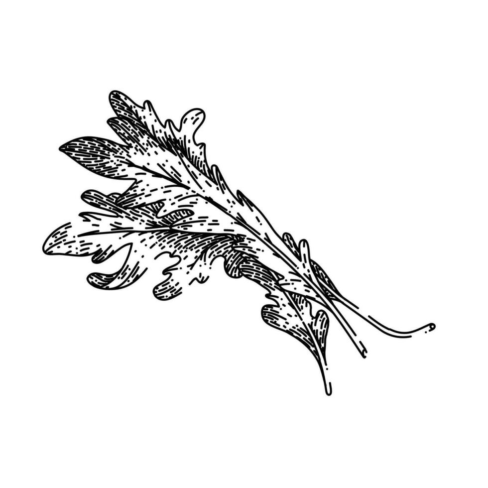 rúcula vegetariano ensalada bosquejo mano dibujado vector