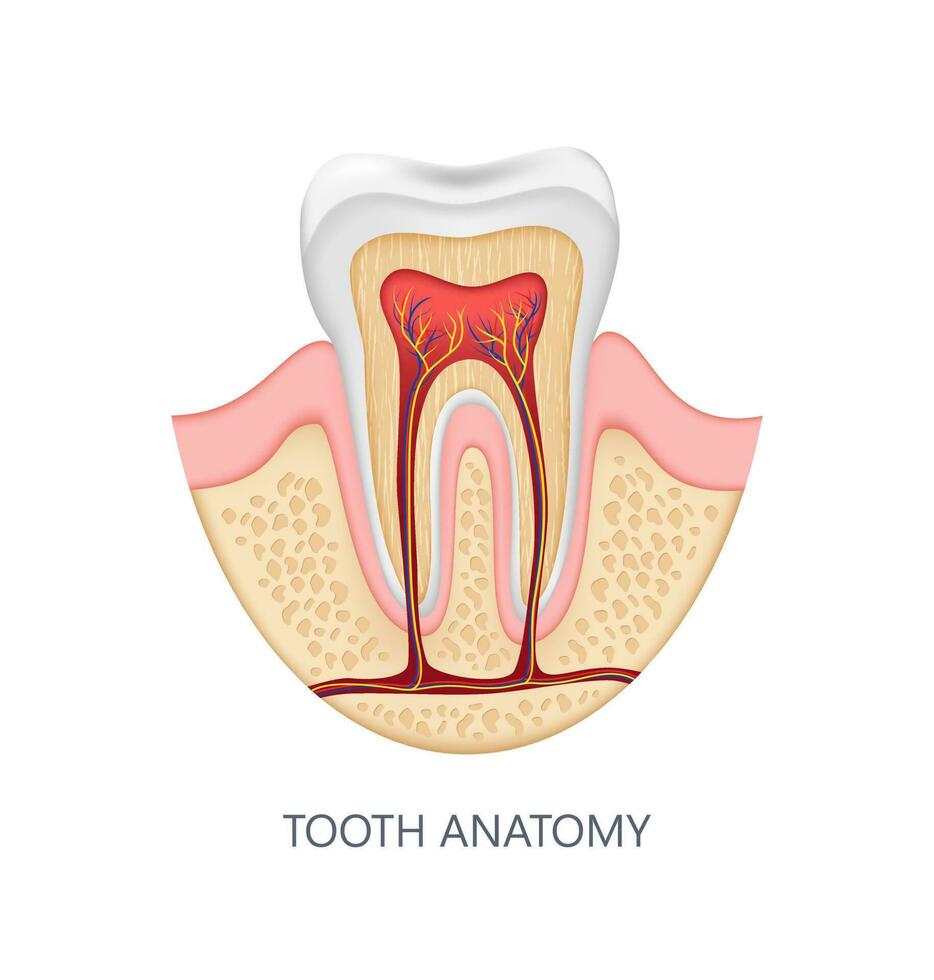 Healthy tooth anatomy infographics. Realistic white dental mock up. Medical banner or poster vector illustration