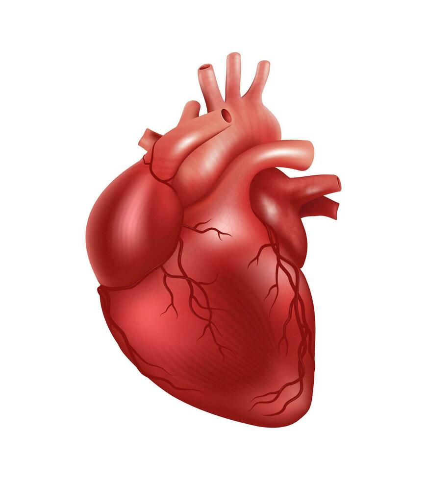 Human heart, 3d realistic vector isolated on white background. Anatomically correct heart with vascular system