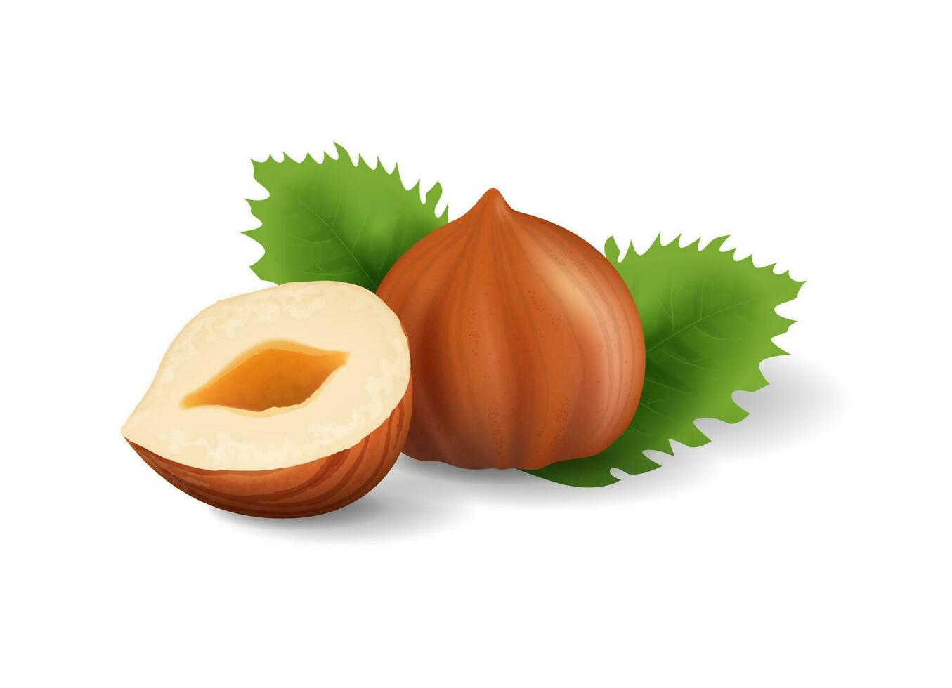 Vector 3d realistic hazelnut isolated on white background