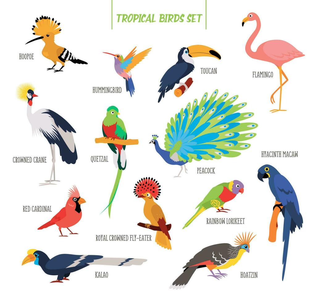 vector conjunto tropical aves