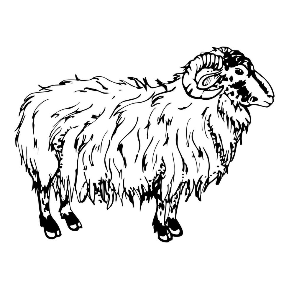 Ink hand drawn sketch of isolated object. Vector black silhouette of grazing domestic animal sheep ram livestock for wool. Design for tourism, travel, brochure, fabric, guide, print, card, tattoo.