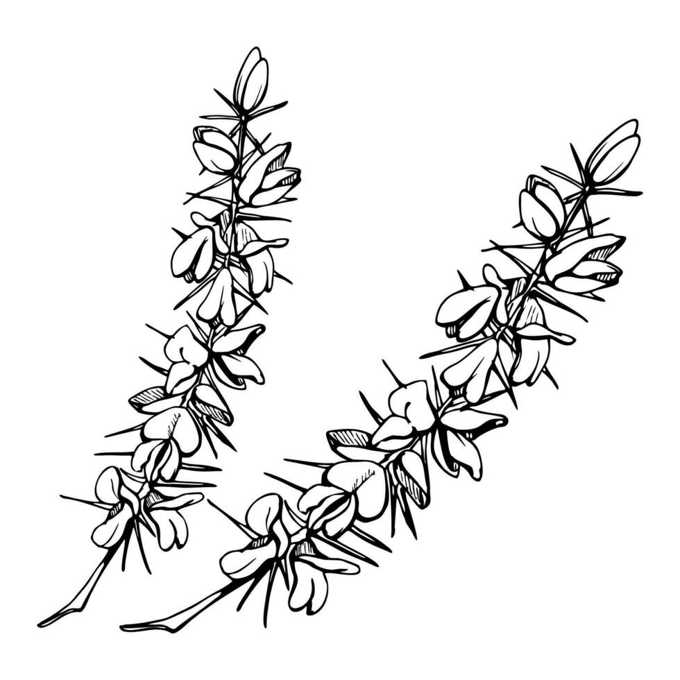 Ink hand drawn vector sketch of isolated object. Scotch broom shrub plant branches with flowers and thorns, nature. Design for tourism, travel, brochure, wedding, guide, print, card, tattoo.