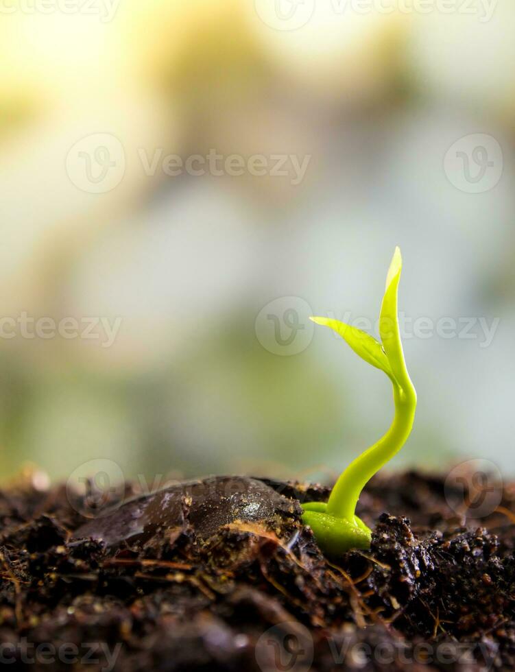 Bud leaves of young plant seeding in forest photo